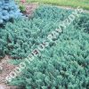 Horizontalusis kadagys - Blue Chip (Juniperus horizontalis) - Sodinukas.lt