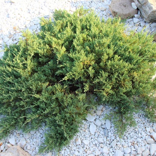 Horizontalusis kadagys - Blue Chip (Juniperus horizontalis) - Sodinukas.lt