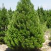Kalninė pušis Tajga (Pinus mugo) - Sodinukas.lt