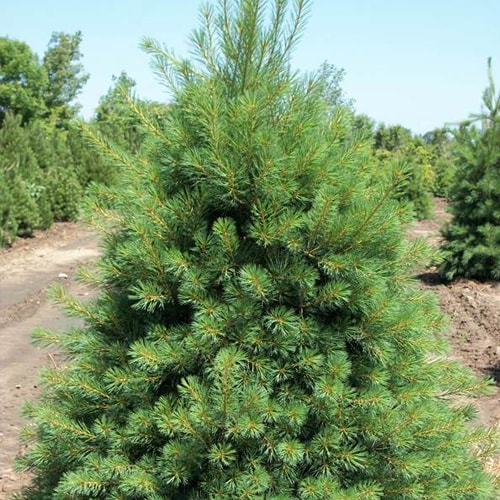 Kalninė pušis Tajga (Pinus mugo) - Sodinukas.lt