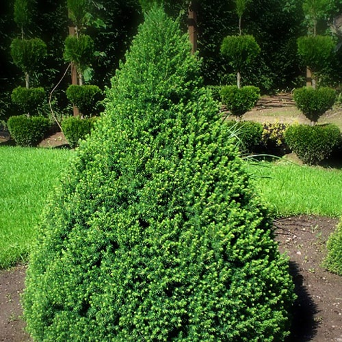 Kanadinė Eglutė (Picea glauca conica) - Sodinukas.lt