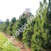 Kedrinė pušis (Pinus cembra) - Sodinukas.lt