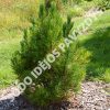 Kedrinė pušis (Pinus cembra) - Sodinukas.lt