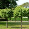 Klevas paprastasis -'Globosum' (Acer platanoides) - Sodinukas.lt