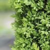 Paprastasis buksmedis (Buxus sempervirens) - Sodinukas.lt