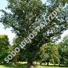 Paprastasis ąžuolas (Quercus robur) - Sodinukas.lt