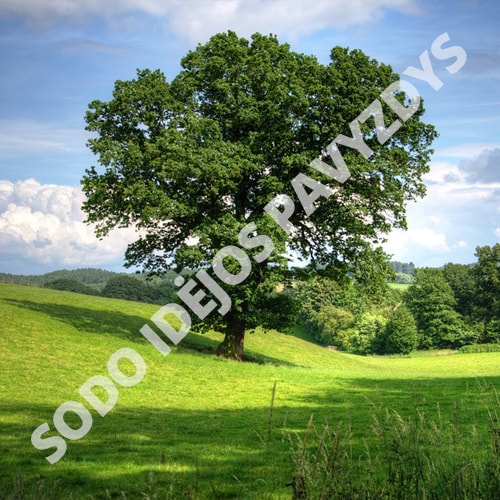 Paprastasis ąžuolas (Quercus robur) - Sodinukas.lt