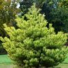 Pušis - 'Kleiner Wimbachi' (Pinus densiflora) - Sodinukas.lt