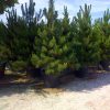 Pušis juodoji - 'PYRAMIDALIS' (Pinus nigra) - Sodinukas.lt