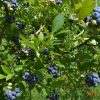 Sodinė šilauogė Bluecrop (Vaccinium x covilleanum) - Sodinukas.lt