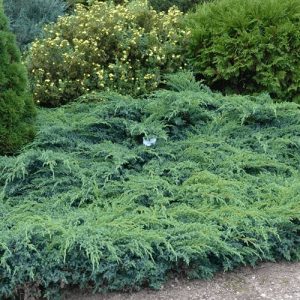 Zvynuotasis kadagys - Blue Carpet (Juniperus squamata) - Sodinukas.lt