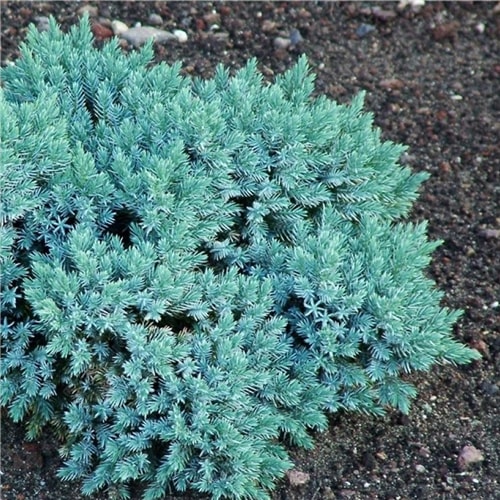 Zvynuotasis kadagys - Blue Star (Juniperus squamata) - Sodinukas.lt