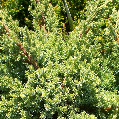 Zvynuotasis kadagys Blue Star (Juniperus squamata) - Sodinukas.lt