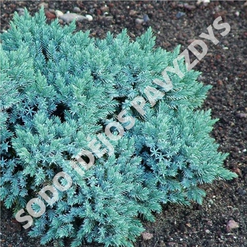 Zvynuotasis kadagys - Blue Star (Juniperus squamata) - Sodinukas.lt