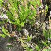 Šilinis viržis (Calluna vulgaris)
