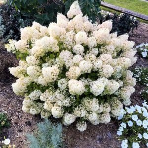 Šluotelinė hortenzija - 'Bobo' (Hydrangea paniculata)