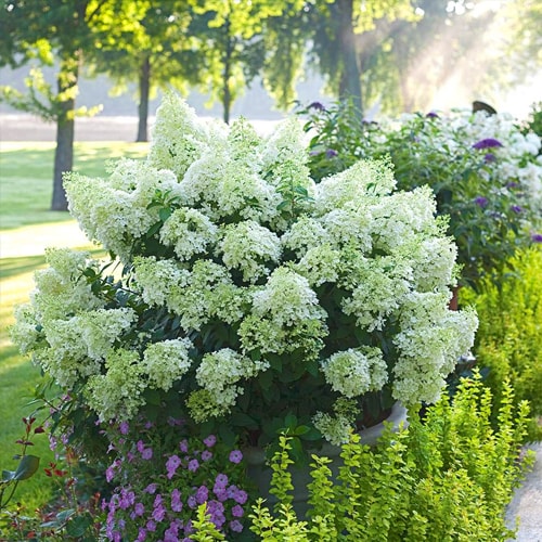 Šluotelinė hortenzija - 'Bobo' (Hydrangea paniculata)