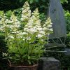 Šluotelinė hortenzija - 'Confetti' (Hydrangea paniculata)