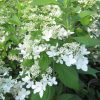Šluotelinė hortenzija - 'Confetti' (Hydrangea paniculata)