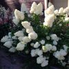 Šluotelinė hortenzija - 'Polar Bear' (Hydrangea paniculata) - Sodinukas.lt