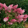 Šluotelinė hortenzija - 'Vanille Fraise' (Hydrangea paniculata)