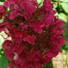 Šluotelinė hortenzija - Wim's Red (Hydrangea paniculata)