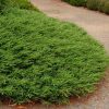 Žvynuotasis kadagys - Repanda (Juniperus communis)