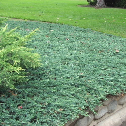 Žvynuotasis kadagys - Wiltonii (Juniperus horizontalis)