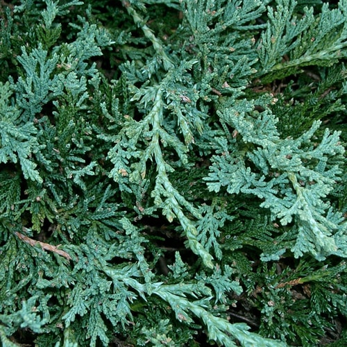 Žvynuotasis kadagys - Wiltonii (Juniperus horizontalis)